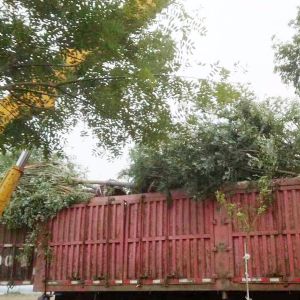 丝瓜视频黄色APP下载现场