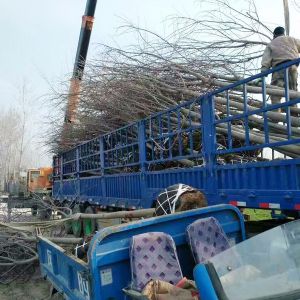 丝瓜视频黄色APP下载现场